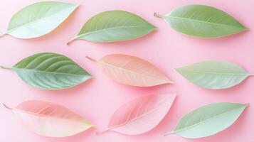 Assorted Colorful Leaves on Soft Pink Background for Nature Themes photo
