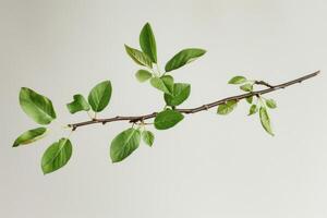 Tree branch with green leaves growing on white background photo