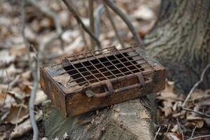Rusty metal box with wire mesh sitting on tree stump in forest photo