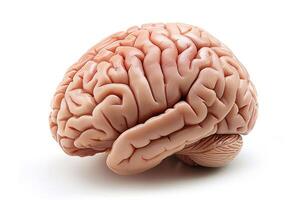 Human brain model resting on white background representing intelligence and creativity photo