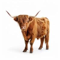 Highland farm cow standing on white photo