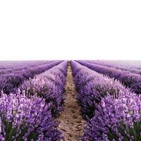 Blooming lavender field creating a path leading to the horizon on a foggy day photo