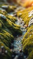 A stream of water running through a moss covered area photo