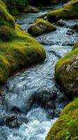 A stream flowing through a lush green forest photo