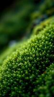 A close up of green moss on a rock photo