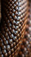 A close up of a snake's skin photo