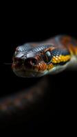 A close up of a snake's head on a black background photo