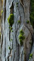 A close up of a tree with moss growing on it photo