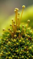 A close up of a green plant with small yellow flowers photo