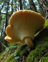 A mushroom growing on a moss covered tree photo