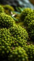A close up of green moss on a rock photo