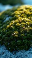A close up of moss on a rock photo