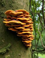 A group of mushrooms growing on a tree photo