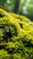 A close up of a moss covered tree photo