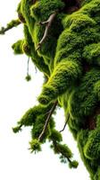 A tree with moss growing on it photo