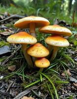 A group of mushrooms growing in the forest photo