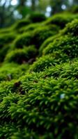 A close up of a moss covered area photo