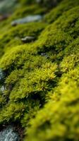 A close up of a moss covered rock photo