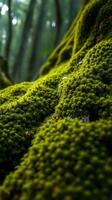 A close up of moss growing on a tree photo