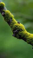 A close up of a mossy branch photo