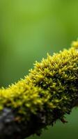 A close up of a mossy branch photo
