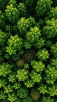 A forest with lots of green trees photo