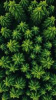 Top view of green pine trees photo