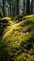 A close up of a moss covered forest floor photo