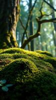 A moss covered tree in the forest photo