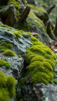 A close up of moss growing on rocks photo