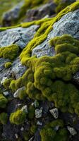 A large rock covered in moss photo