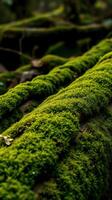 A close up of moss growing on a log photo