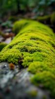 A moss covered log photo