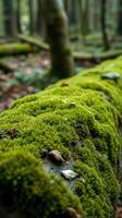 A moss covered log in the woods photo
