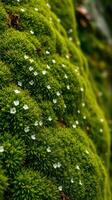 A close up of a moss covered rock photo