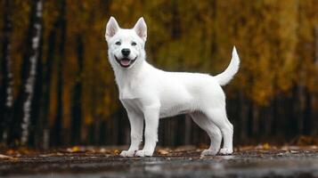 Happy white husky puppy standing in autumn forest photo
