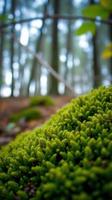 A close up of a mossy plant in the woods photo