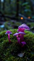 Pink mushrooms in the forest photo