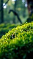A close up of green moss in the forest photo