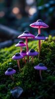 A group of purple mushrooms are standing on top of moss photo