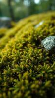 A close up of moss growing on the ground photo