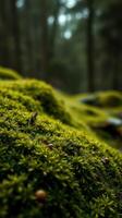 A small green plant growing on a mossy surface photo
