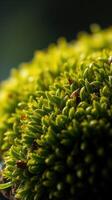 A close up of a green plant with lots of bugs photo