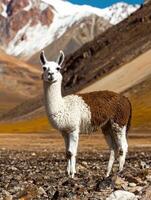 Llama standing in rocky terrain with mountains in the background photo