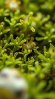 A close up of a green plant with small white dots photo