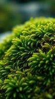 A close up of green moss on a rock photo