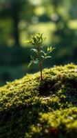 A small plant growing out of a moss covered rock photo