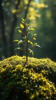 A small tree growing on top of a mossy rock photo