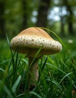A mushroom sitting in the grass photo