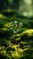 A small plant growing out of a moss covered ground photo